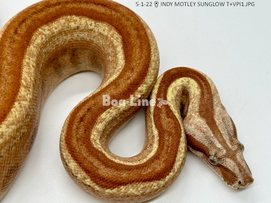 INDY MOTLEY SUNGLOW T+VPI